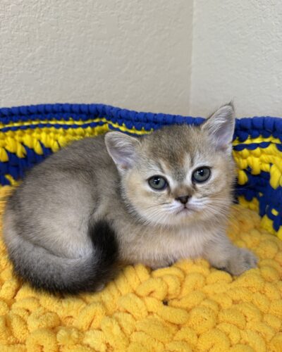 MIA (FEMALE)