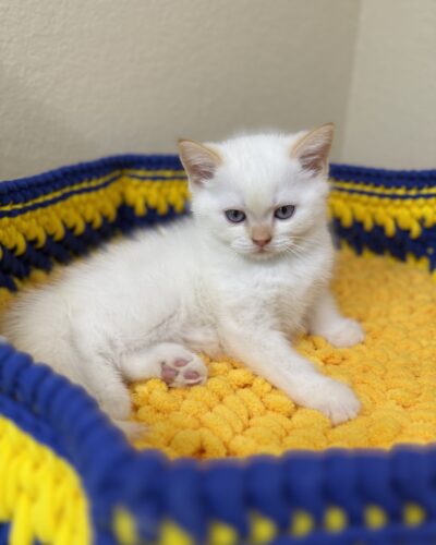 MOONIE  (MALE)