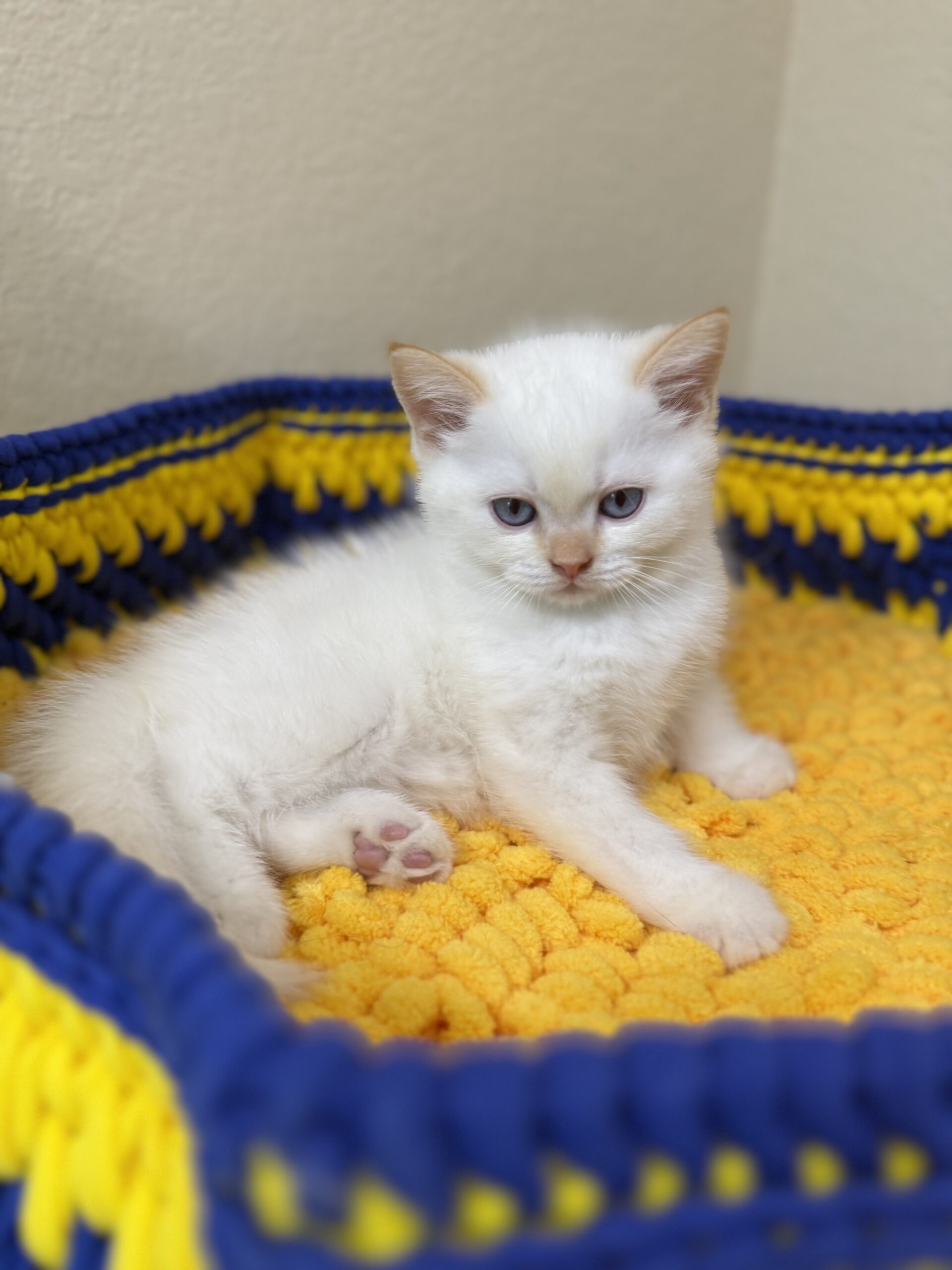 MOONIE  (MALE)
