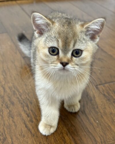 MIA (FEMALE)
