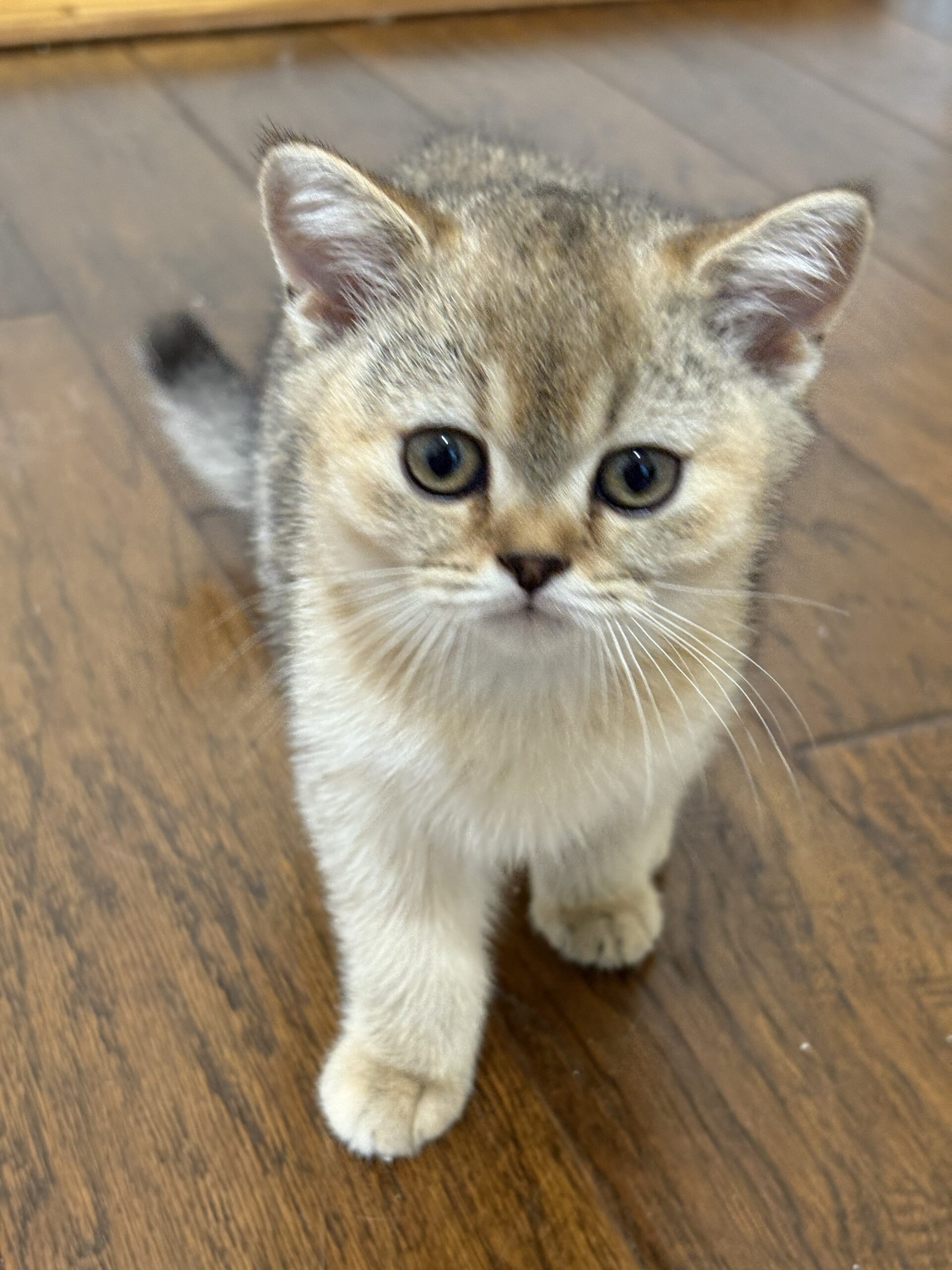 MIA (FEMALE)