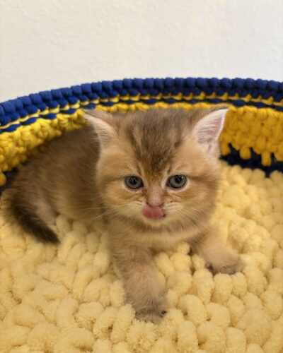 NEMO (male)