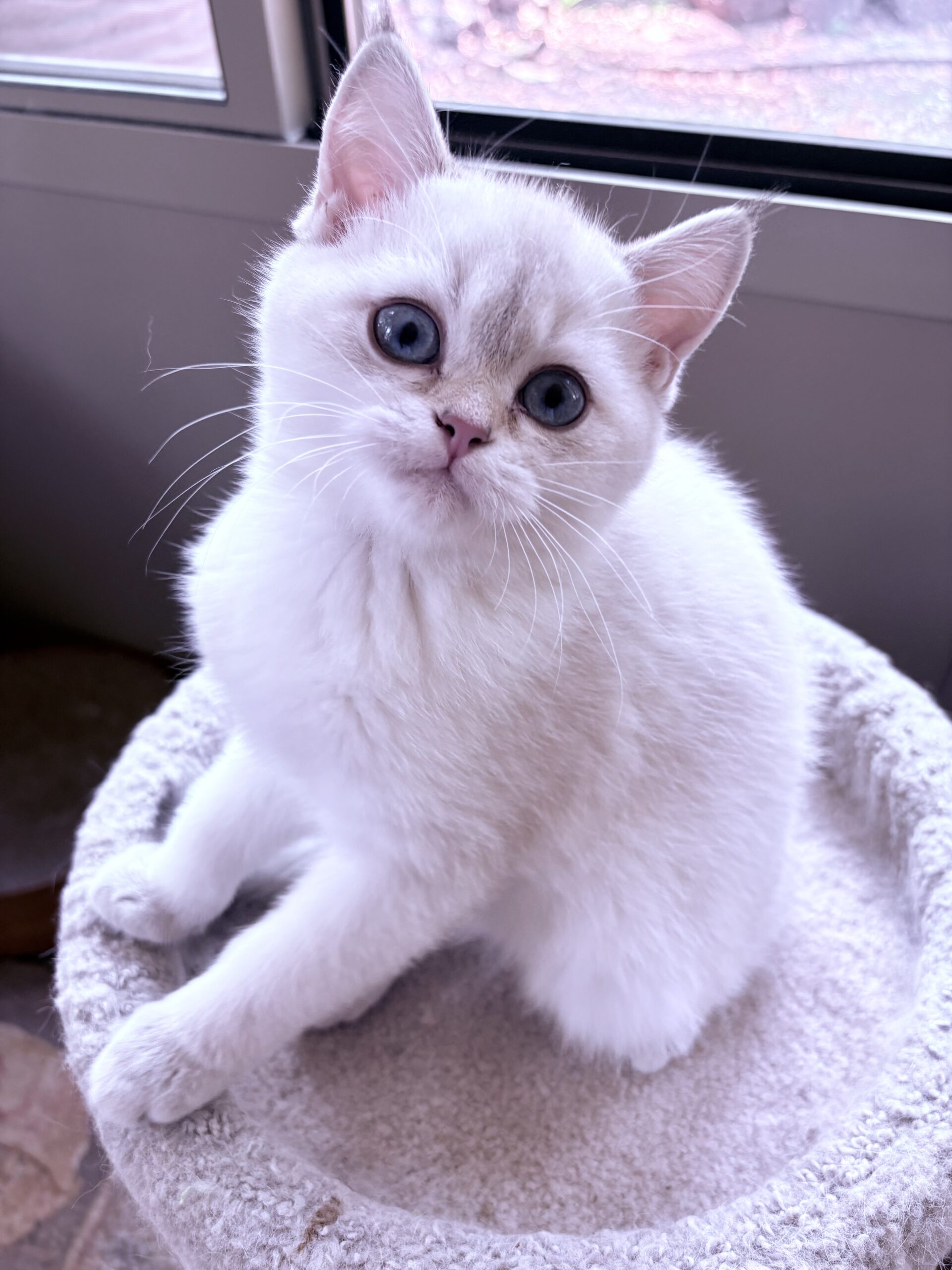 LEO (male)