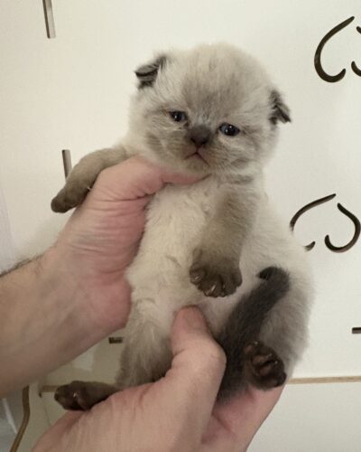 PEANUT (male)