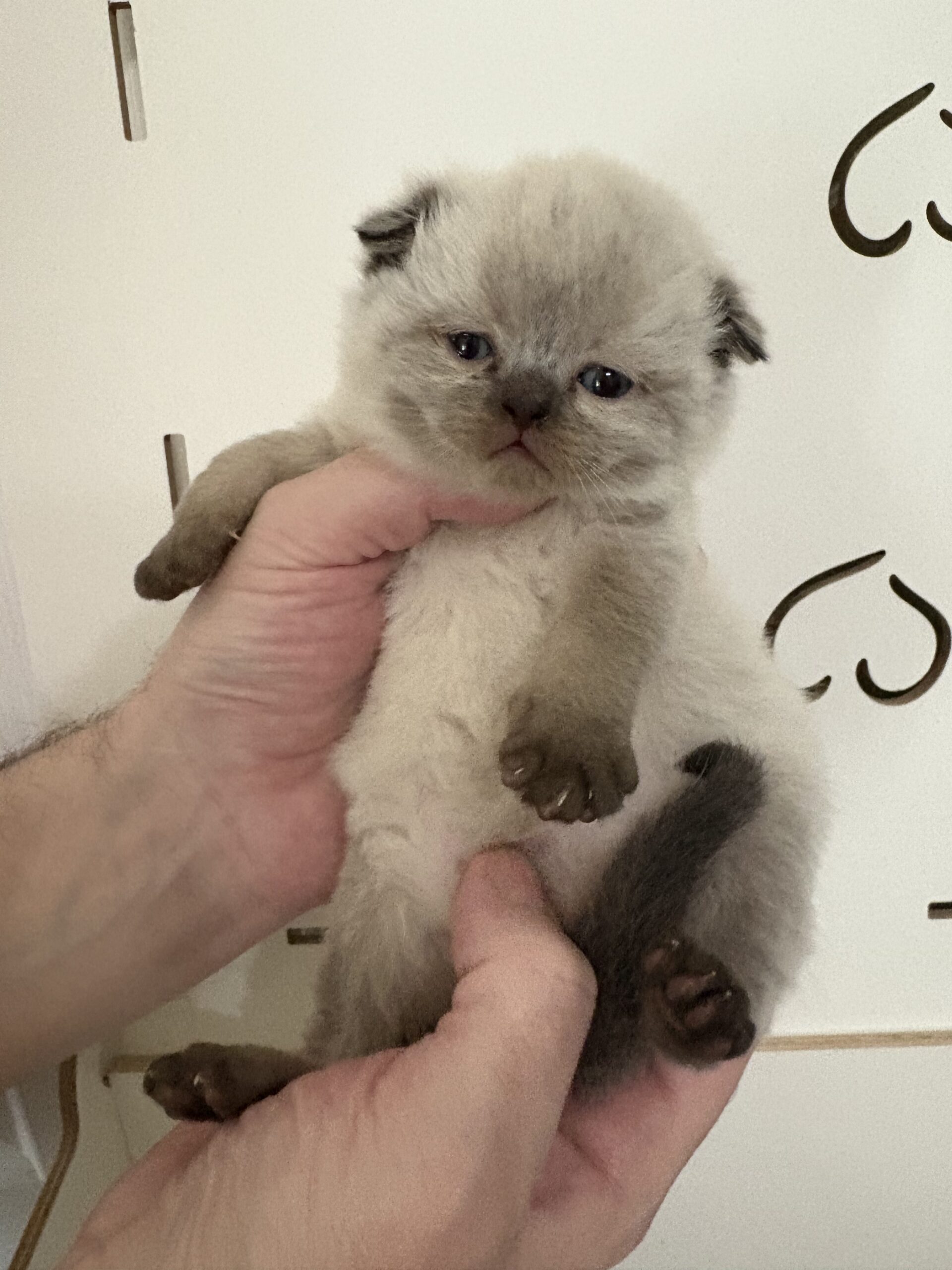 PEANUT (male)