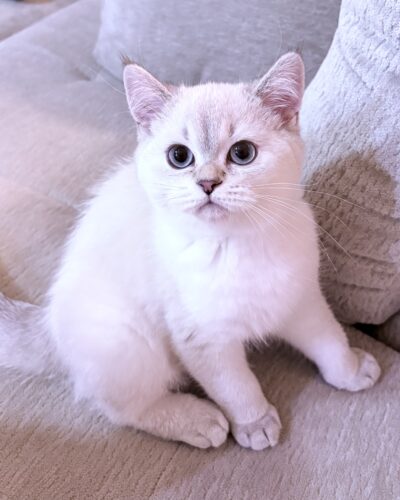 KAIA (female)
